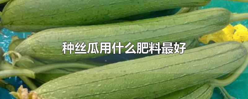 种丝瓜用什么肥料最好