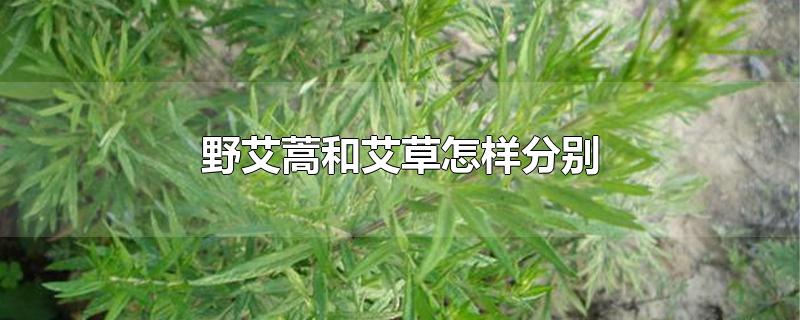 野艾蒿和艾草怎样分别