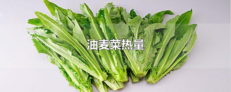 油麦菜热量