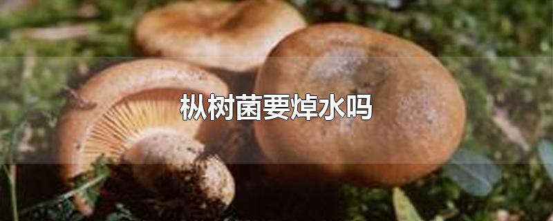 枞树菌要焯水吗