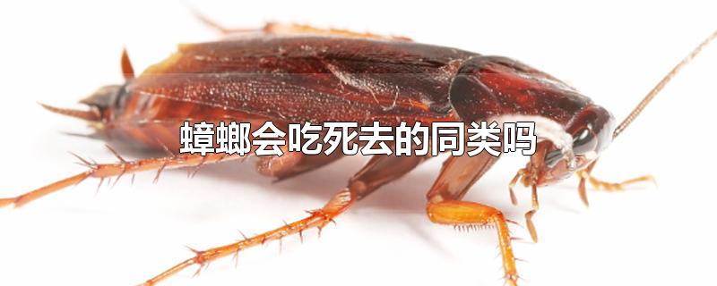 蟑螂会吃死去的同类吗