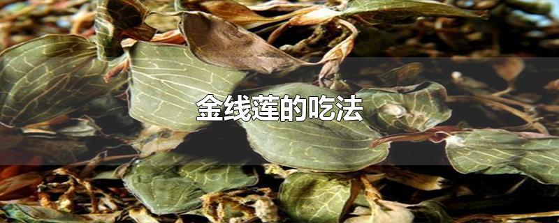 金线莲的吃法