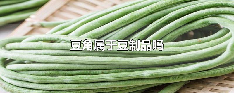 豆角属于豆制品吗