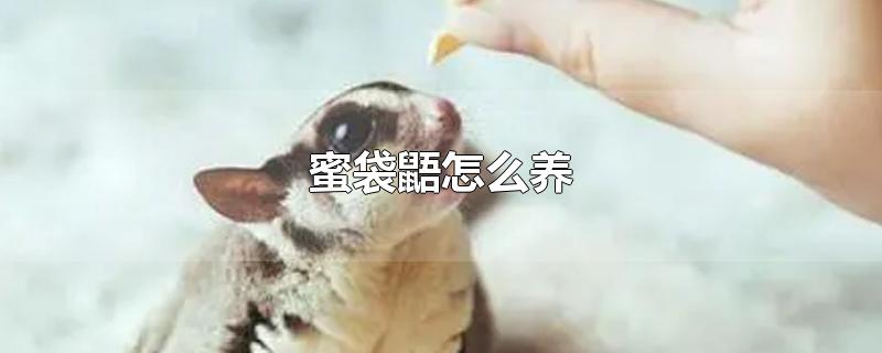 蜜袋鼯怎么养