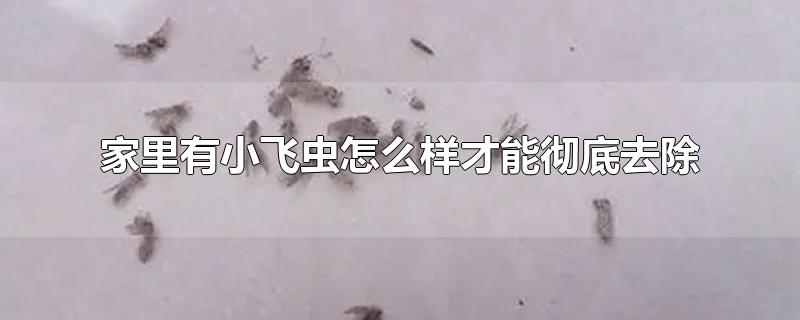 家里有小飞虫怎么样才能彻底去除