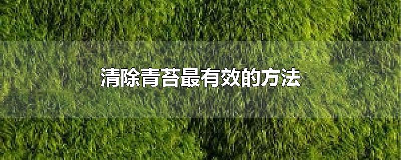 清除青苔最有效的方法