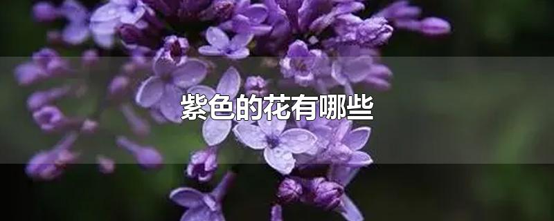 紫色的花有哪些