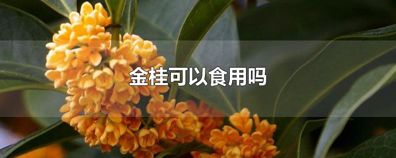 金桂可以食用吗