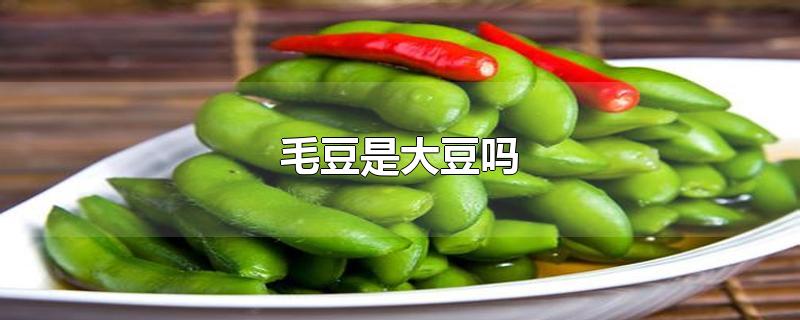 毛豆是大豆吗