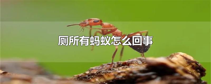 厕所有蚂蚁怎么回事