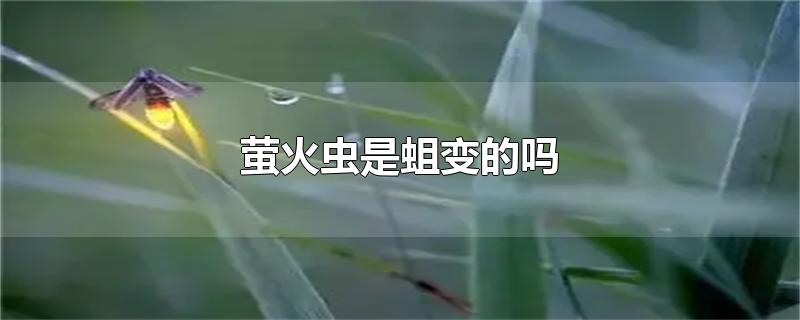 萤火虫是蛆变的吗