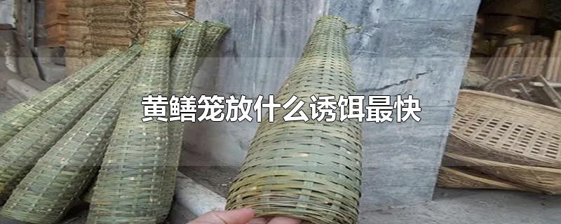 黄鳝笼放什么诱饵最快