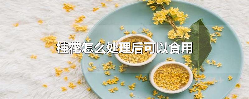 桂花怎么处理后可以食用