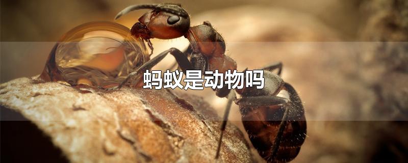 蚂蚁是动物吗