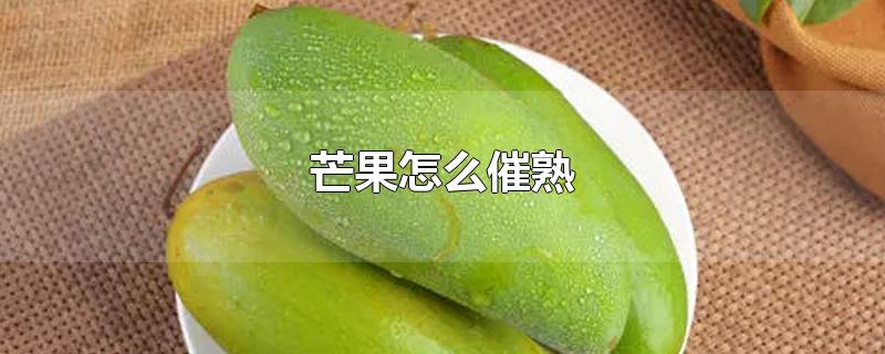 芒果怎么催熟