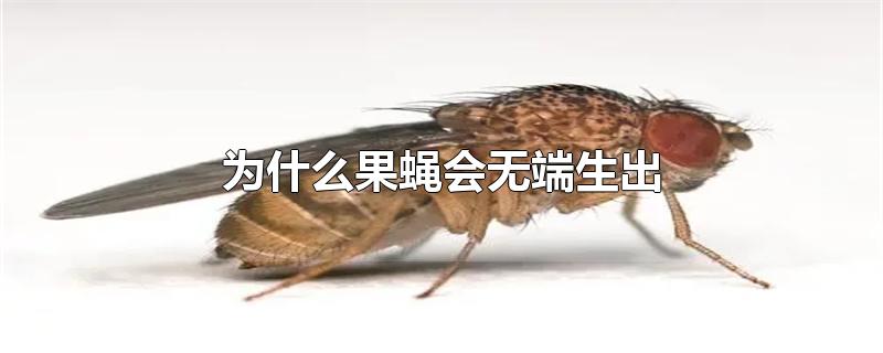 为什么果蝇会无端生出