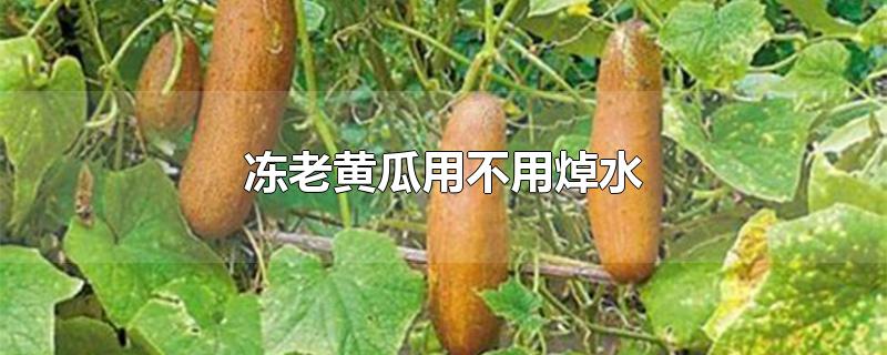 冻老黄瓜用不用焯水