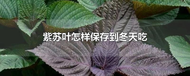 紫苏叶怎样保存到冬天吃