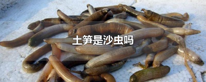 土笋是沙虫吗