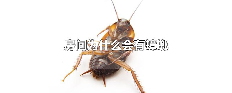 房间为什么会有蟑螂