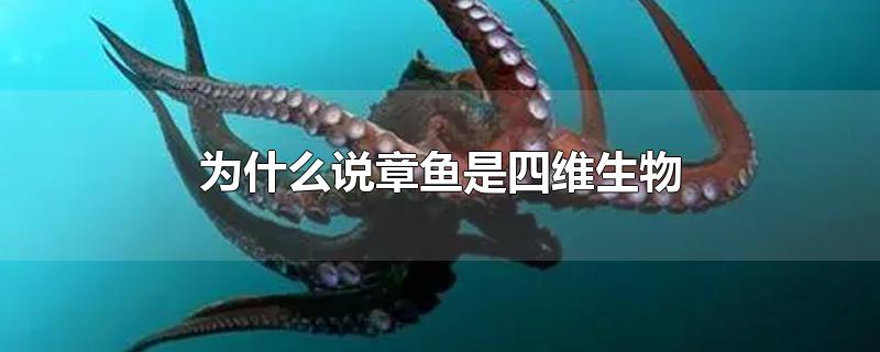 为什么说章鱼是四维生物