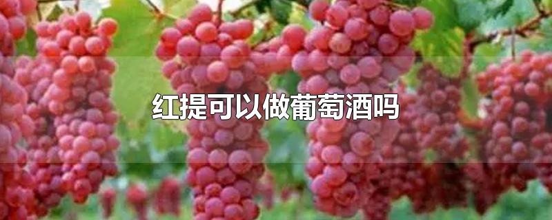 红提可以做葡萄酒吗