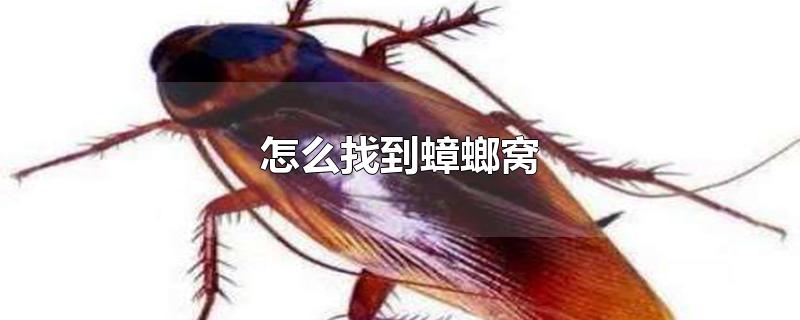 怎么找到蟑螂窝