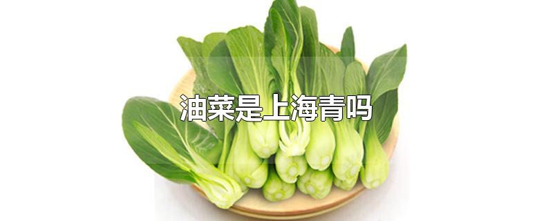 油菜是上海青吗