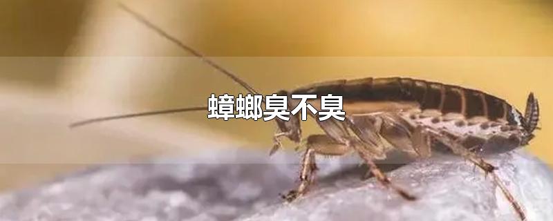 蟑螂臭不臭