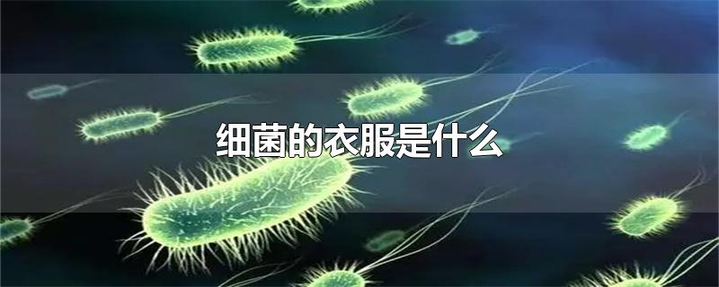 细菌的衣服是什么