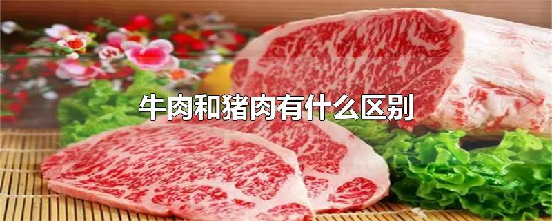 牛肉和猪肉有什么区别