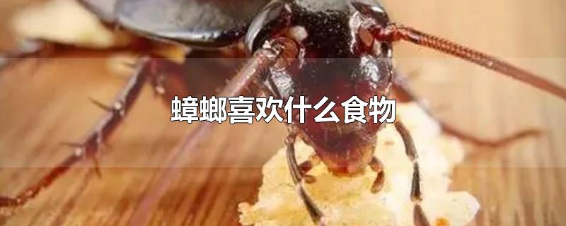 蟑螂喜欢什么食物