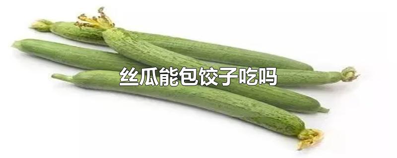 丝瓜能包饺子吃吗