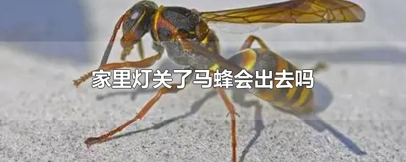 家里灯关了马蜂会出去吗