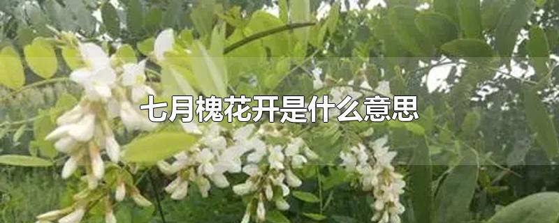 七月槐花开是什么意思