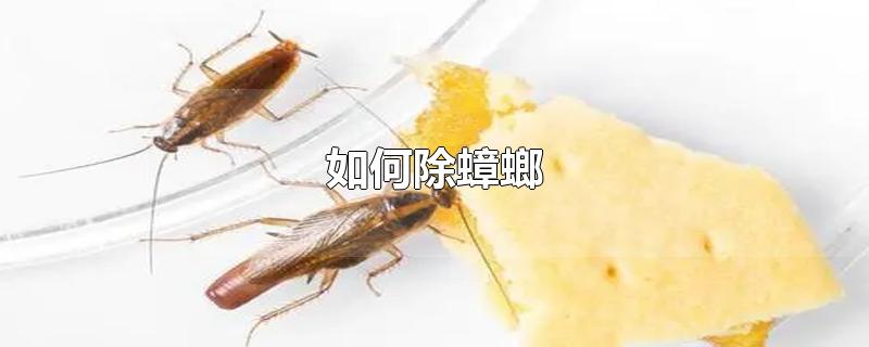 如何除蟑螂