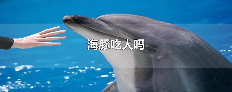 海豚吃人吗