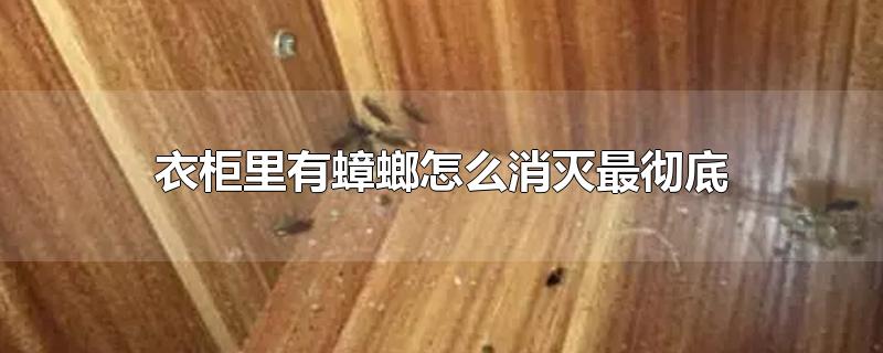 衣柜里有蟑螂怎么消灭最彻底