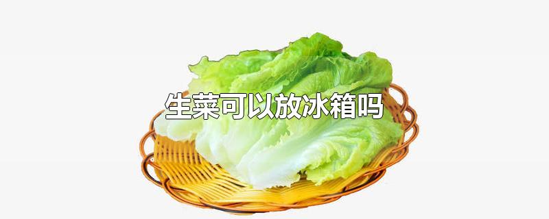 生菜可以放冰箱吗