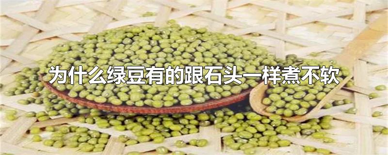 为什么绿豆有的跟石头一样煮不软