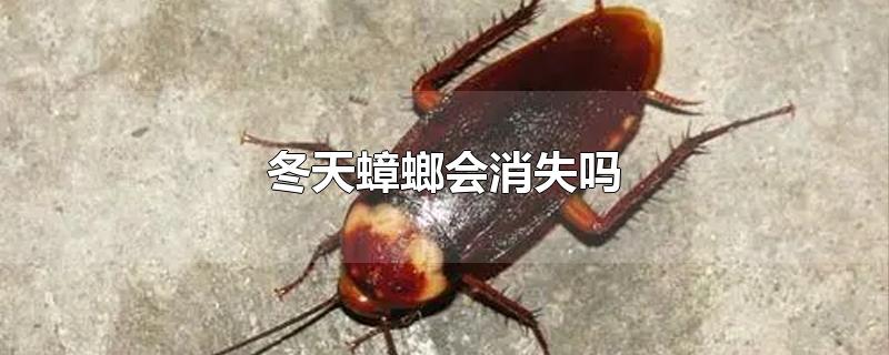 冬天蟑螂会消失吗