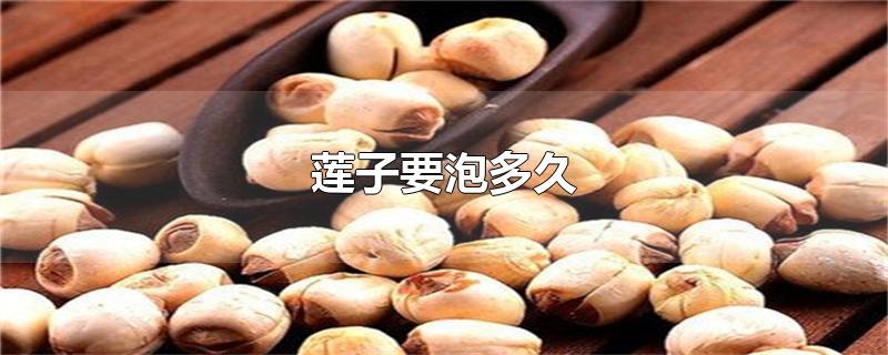 莲子要泡多久