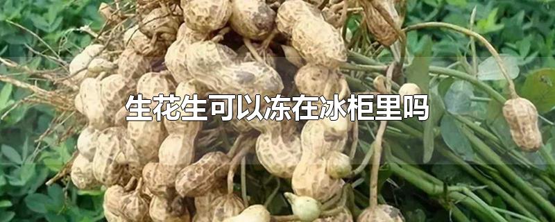 生花生可以冻在冰柜里吗