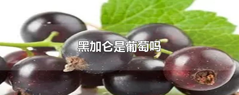 黑加仑是葡萄吗