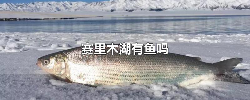 赛里木湖有鱼吗