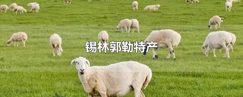 锡林郭勒特产