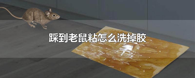 踩到老鼠粘怎么洗掉胶