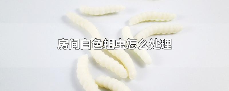 房间白色蛆虫怎么处理