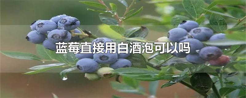 蓝莓直接用白酒泡可以吗