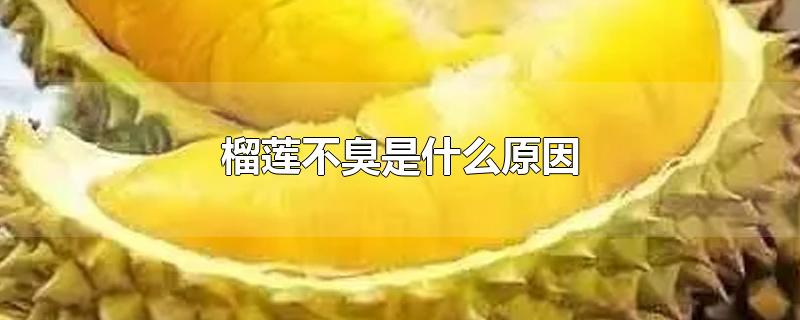 榴莲不臭是什么原因